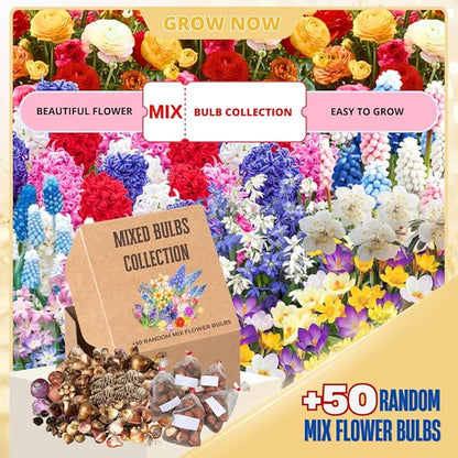 Flower Bulbs for Fall Planting, Top-Size Bulbs with 5 Varieties for Colorful Spring Blooms, Continuous 50 Days of Colorful Blooms (Mixed Flower Bulbs)