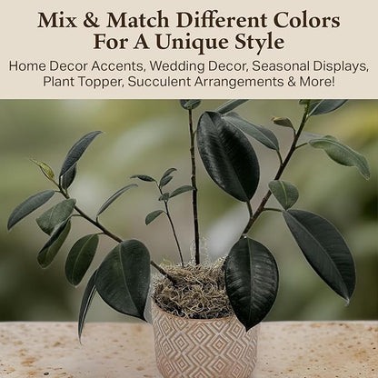 Preserved Spanish Moss - Premium Decorative Moss for Crafts, Home Décor, Art, Design & DIY Projects - Real Moss - Non-Toxic, USA-Made (Natural, Small, 2-Pack)