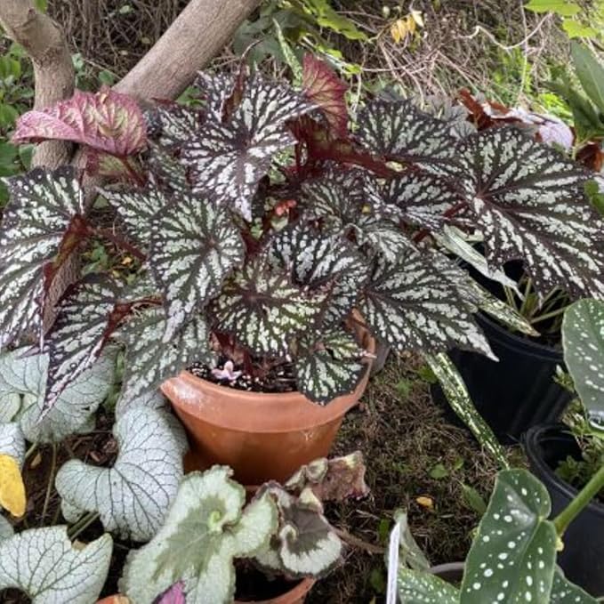Begonia Plants Live, Rare Begonias Indoor Growing, Hanging Basket, Starter 5 to 9 Inc Tall (Summer)