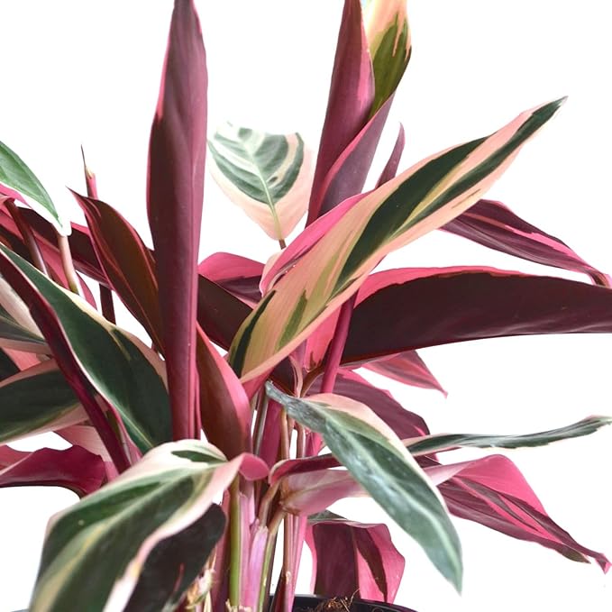 Tricolor Prayer Live Plant, Perennial Plant 4-8 Inches, Indoor Tricolor Prayer Plant Live for Garden, Foliage Starter Houseplant