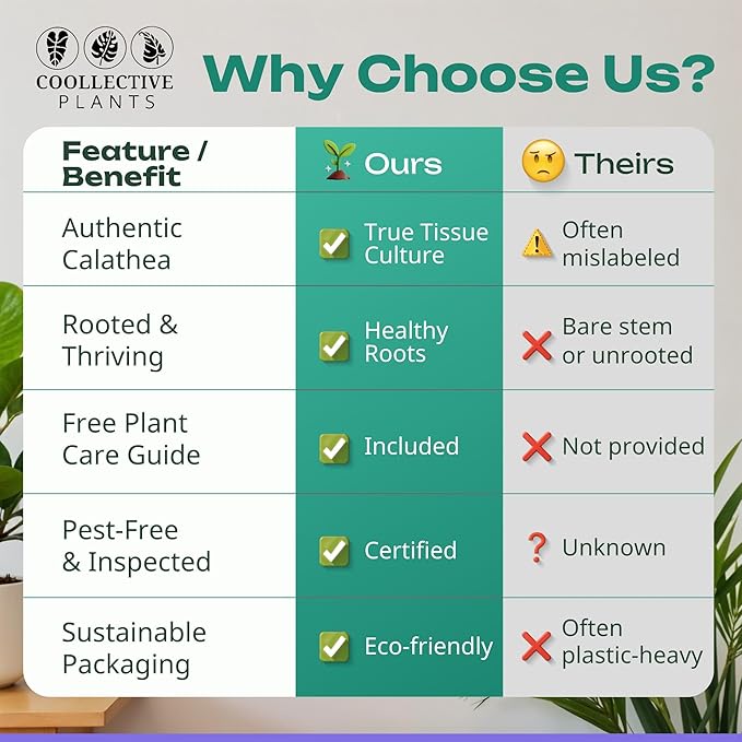 CoollectivePlants Calathea Plant Live Collection – Set of 4 Live Calathea Plant Varieties in Grower's Pot, Live Indoor House Plants, House Plants Indoors Live