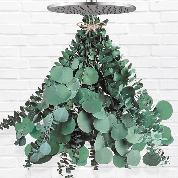 12 Pcs Large Dried Eucalyptus & Silver Dollar Leaves Bundle - Natural Real Fresh Plants, 17" Preserved Eucalyptus Stems for Shower Hanging, Bathroom Decor, Garland, Greenery Plant