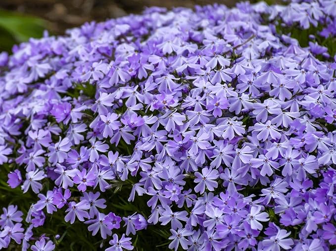Greenwood Nursery: Live Ground-Cover Plants - Emerald Blue Creeping/Moss Phlox + Subulata - [Qty: 1x Pint Pot] - (Click for Other Available Plants/Quantities)
