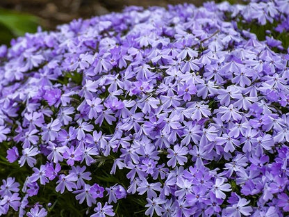Greenwood Nursery: Live Ground-Cover Plants - Emerald Blue Creeping/Moss Phlox + Subulata - [Qty: 10x Pint Pots] - (Click for Other Available Plants/Quantities)