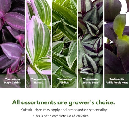 BubbleBlooms Wandering Dude Assortment Tradescantia Variety Set of 3 in 4 inch pots