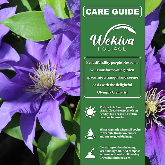 Clematis Olympia - 4 Live Starter Plants in 2 Inch Growers Pots - Starter Plants Ready for The Garden - Rare Clematis for Collectors