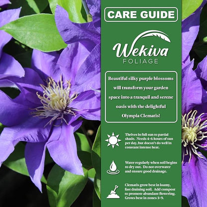 Clematis Olympia - 4 Live Starter Plants in 2 Inch Growers Pots - Starter Plants Ready for The Garden - Rare Clematis for Collectors