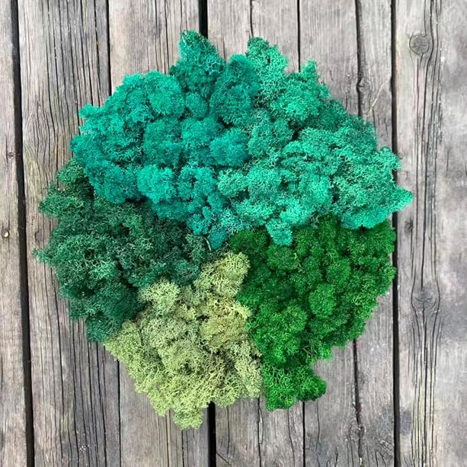 Preserved Reindeer Moss Natural Green DIY Kit Gardenning Art Wall Decor Florist Decor Easter Table Decor Wedding