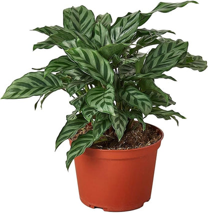 Calathea Coincinna Freddie Live Plant for Indoor | Different Houseplants in 4'' & 6'' Pot | Real House Plant for Living Room, Office, Desk & Bathroom | Peacock Plant | Zebra Plant