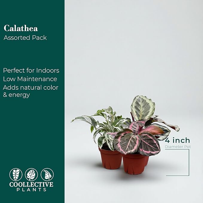 CoollectivePlants Calathea Assorted - Live Calathea Plant in 4″ Grower’s Pot, Easy Indoor House Plants, Pet Friendly Plants Indoor, Low Maintenance Houseplant (6 Pack)