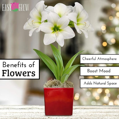 Easy to Grow Amaryllis 'White Christmas' Pre-Planted Bulb Indoor Gift Kit in a Red Square - White Flowering Blooms in 4 to 8 Weeks
