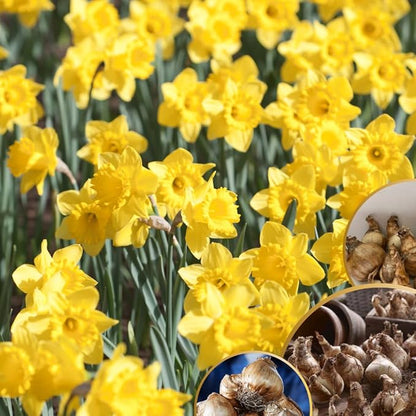 20 Daffodil Bulbs for Fall Planting, Spring-Blooming Narcissus Bulbs, Bulk Top Size Bulbs for Gardens, Borders and Flowerbeds Planting (Yellow Daffodil Bulbs)