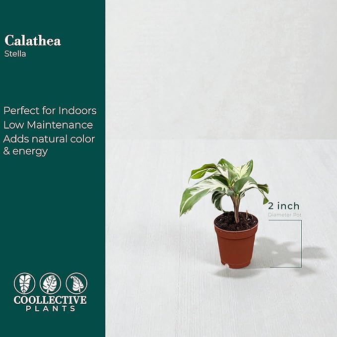 Calathea Stella | Live Plant in Growers Pot, Live Indoor, Easy to Grow, Easy to Care, and Low Maintenance Houseplant by Coollectiveplants (2" Pot)