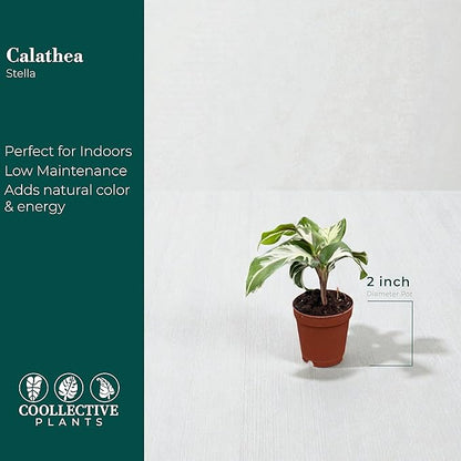 Calathea Stella | Live Plant in Growers Pot, Live Indoor, Easy to Grow, Easy to Care, and Low Maintenance Houseplant by Coollectiveplants (2" Pot)