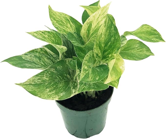 Live Pothos Plant - Epipremnum aureus ‘Marble Queen Pothos’ - ragnaroc Tropical Plant 5-8” Tall - 1ct Live Arrival Guaranteed - Low Maintenance House Plants for Home Decor & Gift