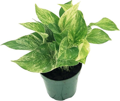 Live Pothos Plant - Epipremnum aureus ‘Marble Queen Pothos’ - ragnaroc Tropical Plant 5-8” Tall - 1ct Live Arrival Guaranteed - Low Maintenance House Plants for Home Decor & Gift