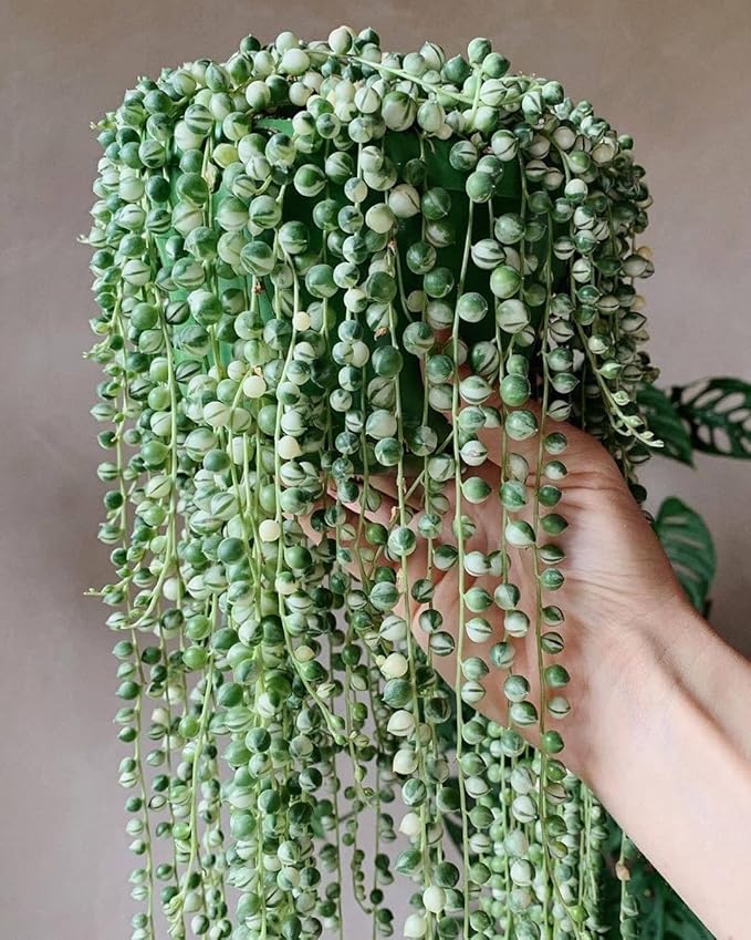 String of Pearls Plant Live 4 Inch Pot, Rare Succulents Plants in Hanging Baskets, Trailing Succulent Houseplant for Home Office (String of Pearls)