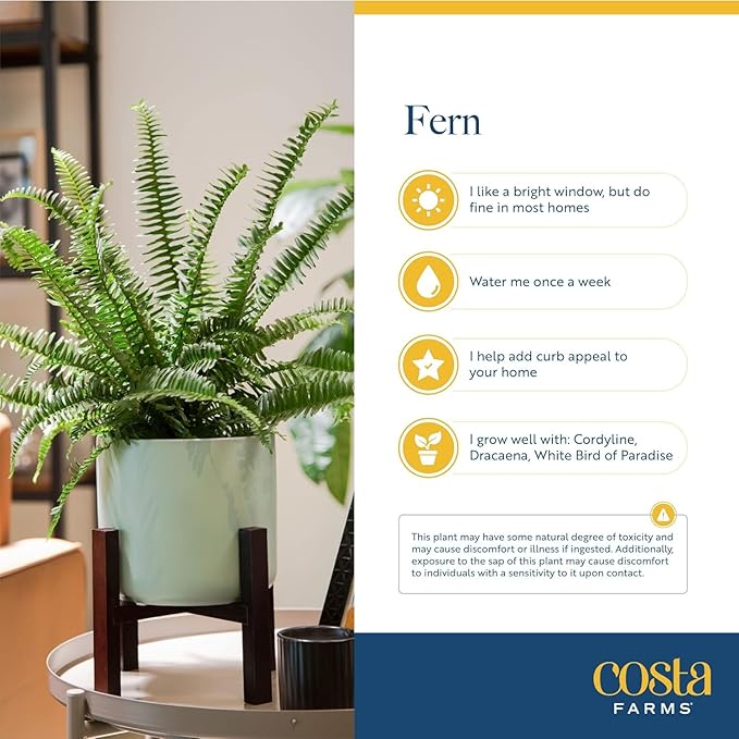 Costa Farms Ferns (2 Pack), Live Premium Boston Fern Plants in Hanging Basket Planters, Houseplants Potted in Soil Potting Mix, Outdoor Garden Gift, Beautiful Home Patio Décor, 16-Inches Tall