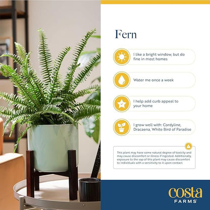 Costa Farms Ferns (2 Pack), Live Premium Boston Fern Plants in Hanging Basket Planters, Houseplants Potted in Soil Potting Mix, Outdoor Garden Gift, Beautiful Home Patio Décor, 16-Inches Tall
