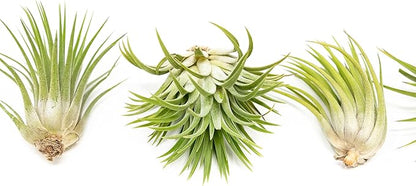 12 Pack Assorted Large Ionantha Rubra Air Plants - Live Succulent House Plants - Available in Wholesale and Bulk - Home and Garden Decor - Easy Care Indoor/Outdoor Air Plant