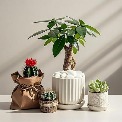 Large Pebbles for Indoor Plants, 10lbs White Pebbles 2-3 Inch Decorative River Rocks for Planters, High Polished Stones for Vase Filler Fish Tank Landscaping Garden