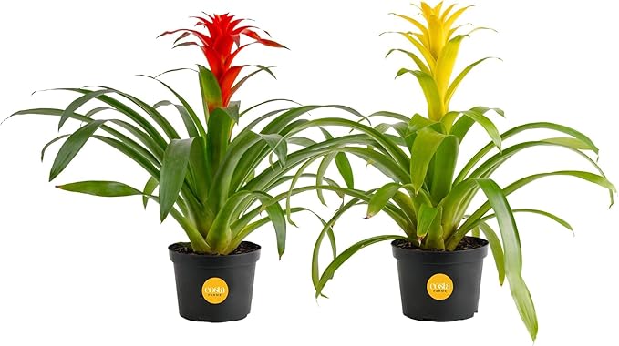 Costa Farms Bromeliad Live Plants (Pack of 2) - Blooming Flowers, 20-Inches Tall | Live Indoor Houseplants in Flower Pots | Assorted Colors | Housewarming Gift, Home, Office, Room Decor