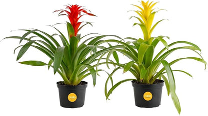 Costa Farms Bromeliad Live Plants (Pack of 2) - Blooming Flowers, 20-Inches Tall | Live Indoor Houseplants in Flower Pots | Assorted Colors | Housewarming Gift, Home, Office, Room Decor