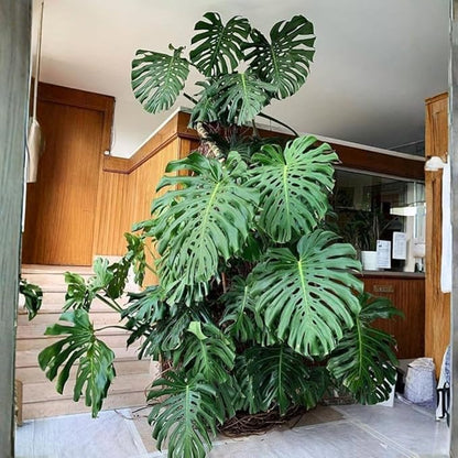 2 Rare Philodendron Live Plants Varieties Collection, Philodendrons Plants Size 5-9 Inc for Indoor Houseplant Décor, Ornamental Tropical Well-Rooted (Monstera Deliciosa)