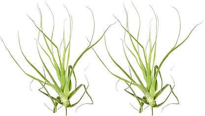 ragnaroc Air Plants - Tillandsia Straminea Jumbo 6-9" - 2ct - Live Arrival Guaranteed - House Plants for Home Decor & Gift