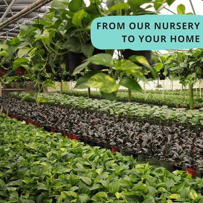 CoollectivePlants Calathea Plant Live Collection – Set of 4 Live Calathea Plant Varieties in Grower's Pot, Live Indoor House Plants, House Plants Indoors Live
