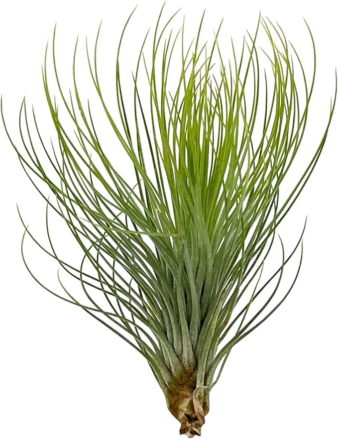 ragnaroc Air Plants - Tillandsia Andreana, Large 4-6" - 3ct - Live Arrival Gauranteed - House Plants for Home Decor & Gift