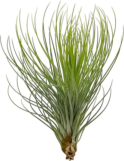 ragnaroc Air Plants - Tillandsia Andreana, Large 4-6" - 5ct - Live Arrival Gauranteed - House Plants for Home Decor & Gift