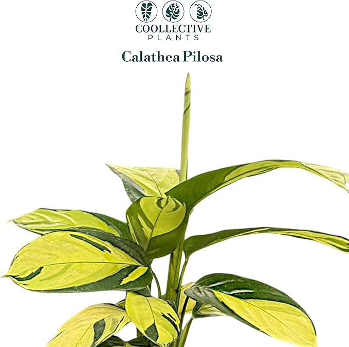 Calathea Pilosa | Live Plant in a 4 Inch Growers Pot, Live Indoor, Easy to Grow, Easy to Care, and Low Maintenance Houseplant (4" Pot)