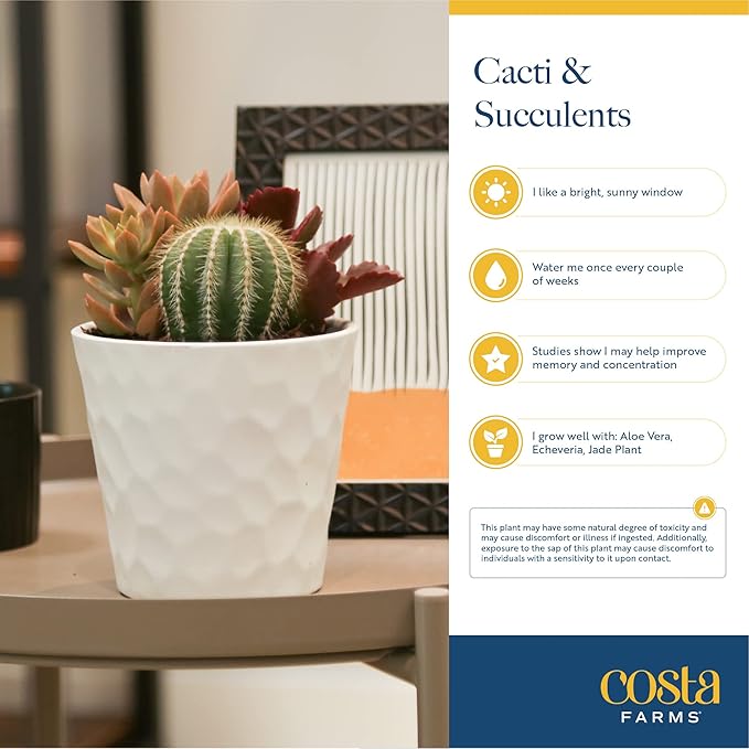 Costa Farms Haworthia Succulents Fully Rooted Live Indoor Plant 6-Inches Tall, in Grower Pot, 3-Pack
