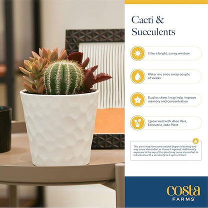 Costa Farms Haworthia Succulents Fully Rooted Live Indoor Plant 6-Inches Tall, in Grower Pot, 3-Pack