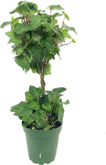 English Ivy Globe - 3 Live Plants in 4 Inch Pots - Hedera Helix - Florist Quality - Beautiful Easy Care Indoor Air Purifying Topiary Houseplant Vine