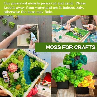 Preserved Reindeer Moss Craft Kit - 17.6oz Natural Green - DIY Art Wall Florist Terrariums Decor (Turquoise 17.6 OZ)