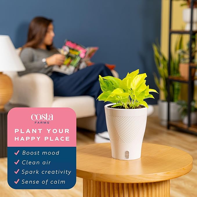 Costa Farms Champs Elysses Pothos Live Plant in Self Watering Pot, Indoor Houseplant, Trailing Vining, Perfect for Home, Room, or Office Decor, Great House Warming or Birthday Gift, 12-14 Inches Tall