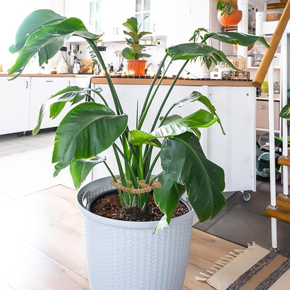 2PC Bendable Plant Climbers Stem Holders, 11.8 Inch Natural Coconut Fiber Climbing Houseplant Monstera Stem Supports, Reusable Flower Plant Stakes Trellis Stem Growth Accessories for Plant Indoor