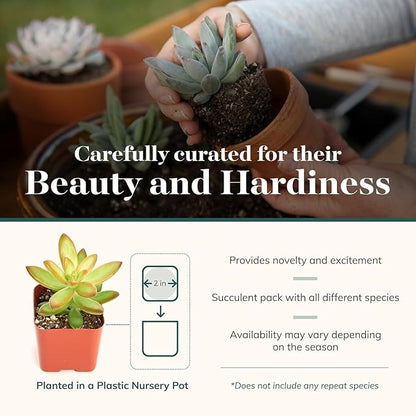 Shop Succulents Collectors Succulent Plant Pack Collection - Live Mini Succulent Plants, Low Maintenance, Colors & Textures - Wedding and Party Favors, Gift & Garden, Pack of 32