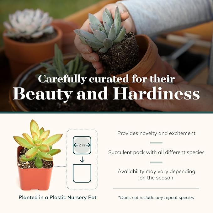 Shop Succulents Collectors Succulent Plant Pack Collection - Live Mini Succulent Plants, Low Maintenance, Colors & Textures - Wedding and Party Favors, Gift & Garden, Pack of 100