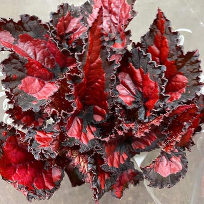 Exotic Red Begonia Plants Live, Rare Begonias Indoor Growing, Hanging Basket, Starter 5 to 9 Inc Tall