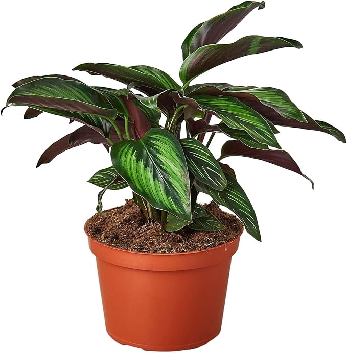 Calathea Beauty Star Live Plant for Indoor | Different Houseplants in 4'' & 6'' Pot | Real House Plant for Living Room, Office, Desk & Bathroom | Peacock Plant | Zebra Plant
