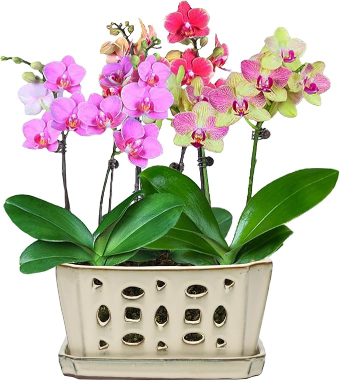 W&W Orchid Pot with Holes and Saucer for Repotting, Cream White, 9.7 Inches