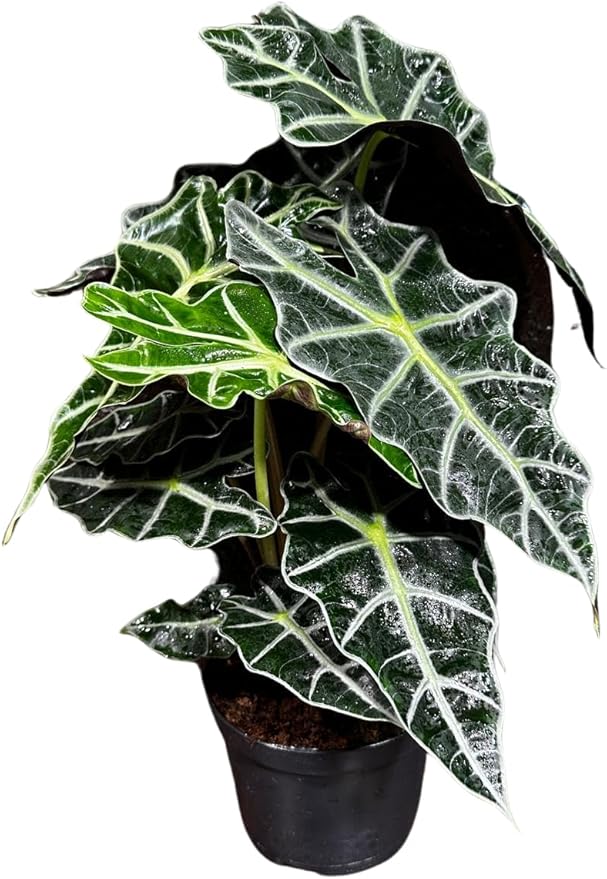 Alocasia Polly African Mask Plant in a 4" Nursery Pot - Tropical Indoor Plant - Air Purifier Houseplant for Gift
