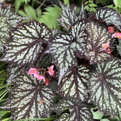 2 Begonia Live Plants Outdoor, Angel Wing Begonia Maculata Plants Live, 5-9" Tall, Ornamental Foliage Houseplant for Home or Office (Summer)