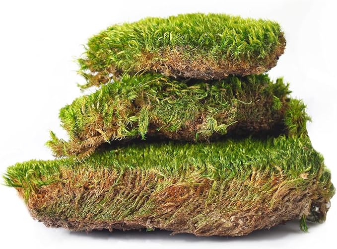SuperMoss (21539) Mood Moss Preserved, 200 Cubic Inch Bag (Appx. 8oz), Fresh Green