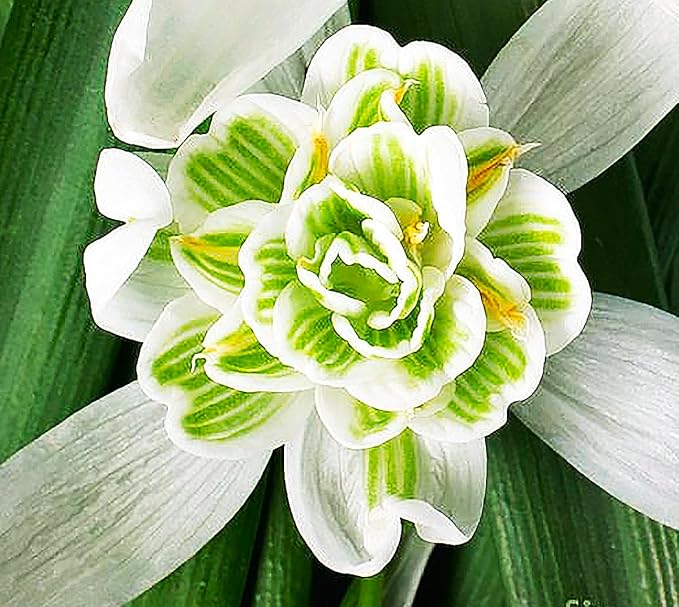 10 Double Snowdrops Bulbs - Top Size - Earliest Spring Blooms Thrive in Shade and Partial Sun - A Rare and Potected Specie in Holland