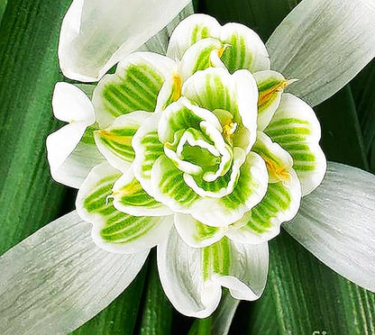 10 Double Snowdrops Bulbs - Top Size - Earliest Spring Blooms Thrive in Shade and Partial Sun - A Rare and Potected Specie in Holland