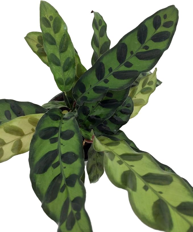 Rattlesnake Plant - Calathea lancifolia - Easy House Plant - 4" Pot
